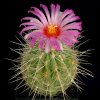 Thelocactus_bicolor_v_bolaensis